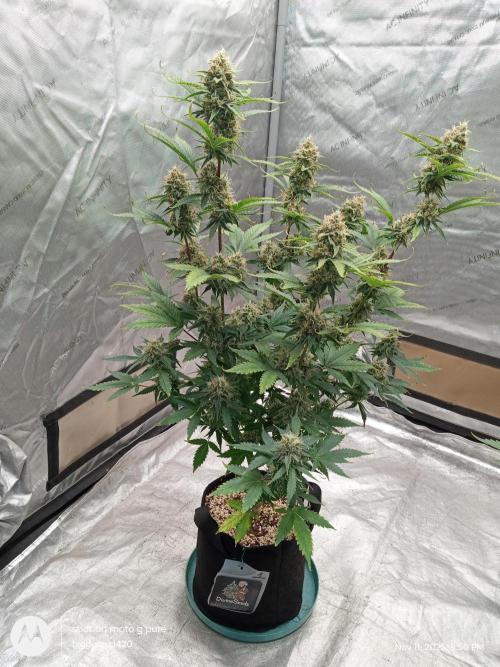 Divine seeds. Week 11