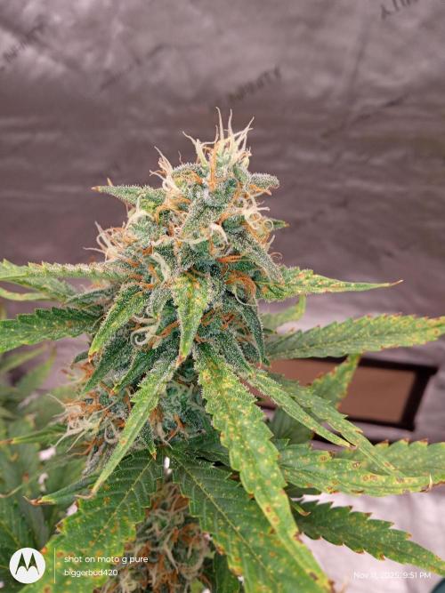 Divine seeds. Week 11