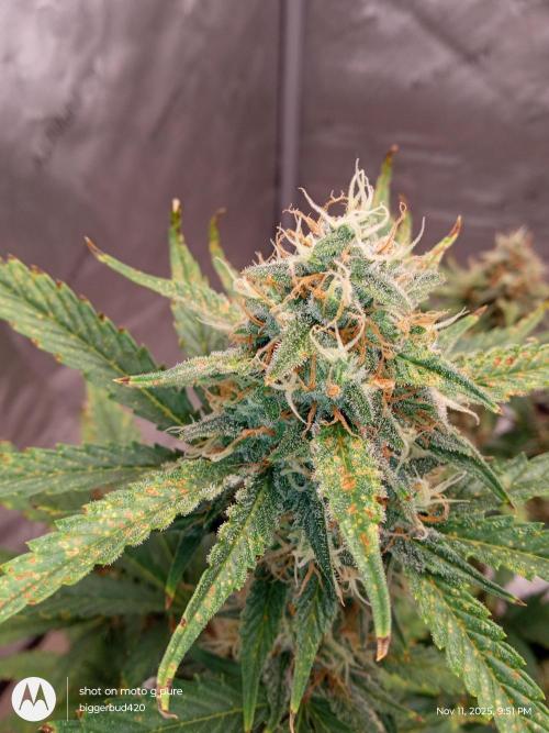 Divine seeds. Week 11