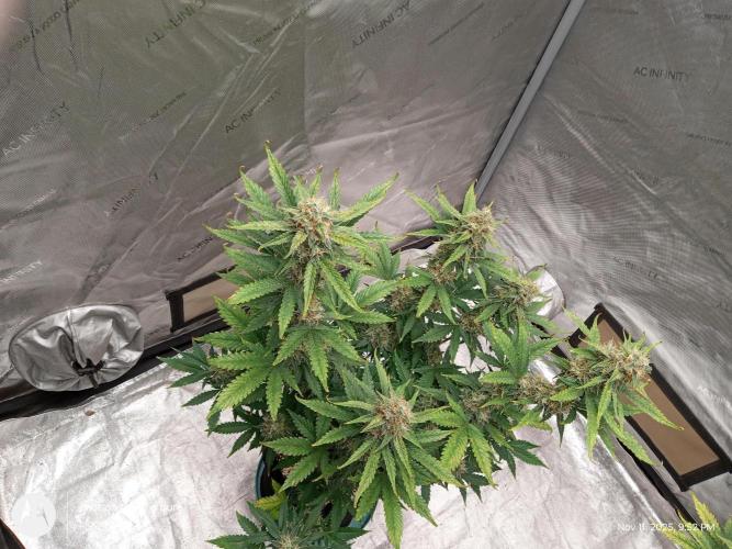 Divine seeds. Week 11