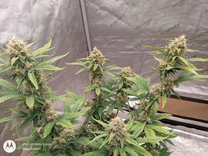 Divine seeds. Week 11