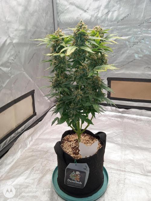 Divine seeds. Week 11