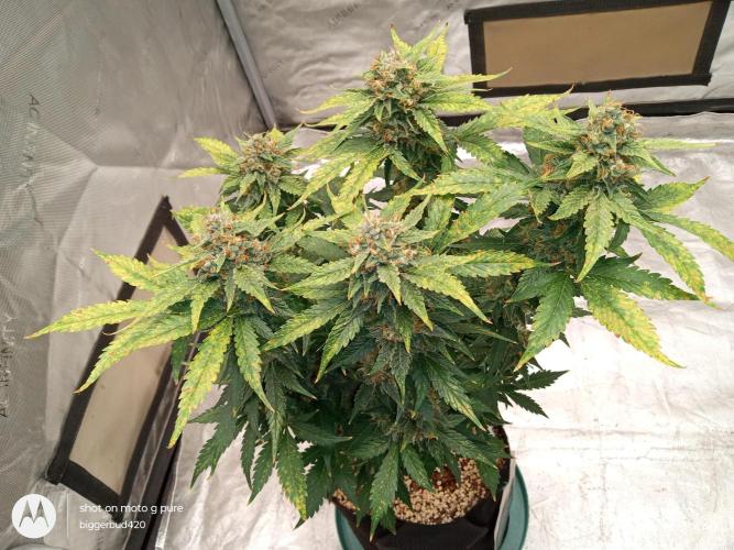 Divine seeds. Week 11