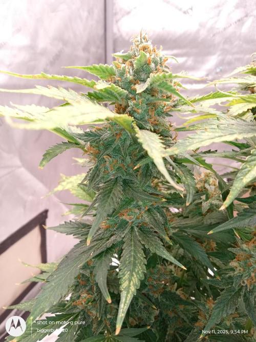 Divine seeds. Week 11