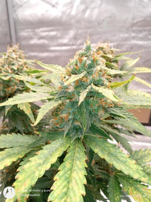 Divine seeds. Week 11