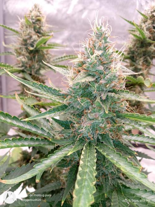 Divine seeds. Week 11