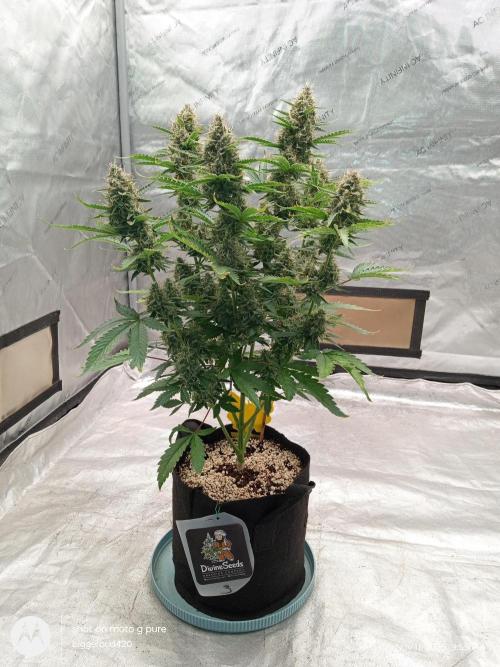 Divine seeds. Week 11