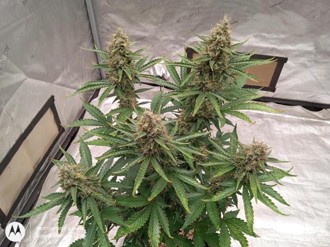 Divine seeds. Week 11