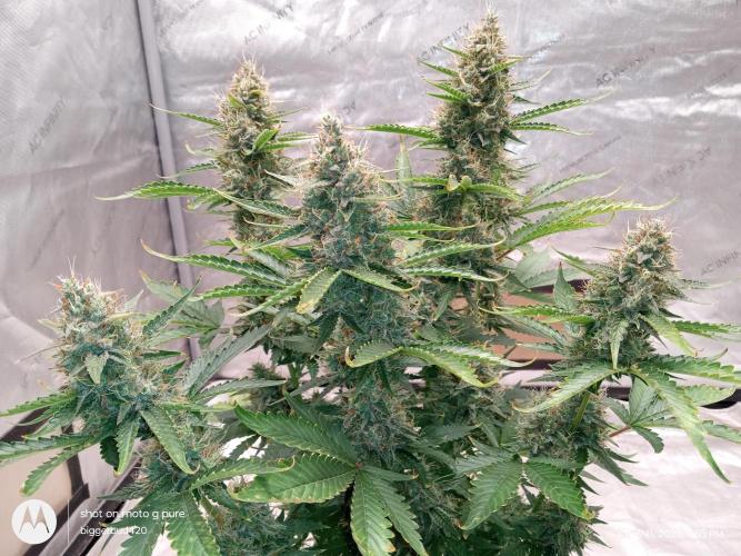 Divine seeds. Week 11