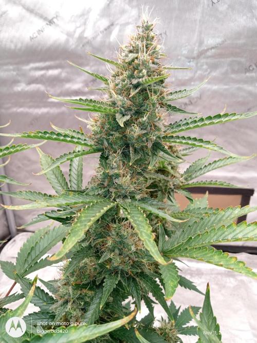 Divine seeds. Week 11