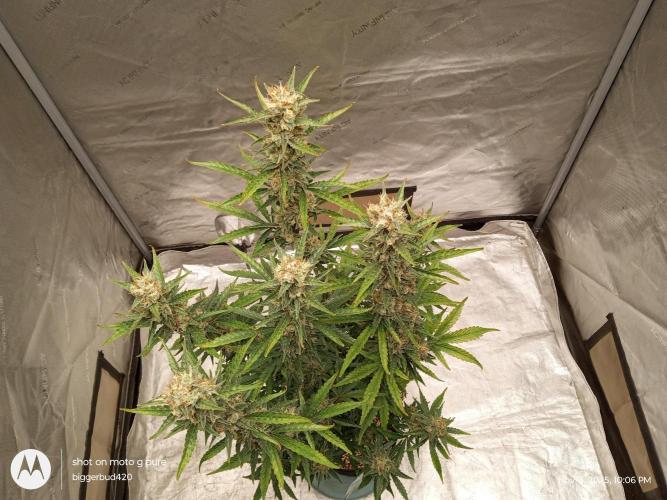 ganja farmer 1. Week 11