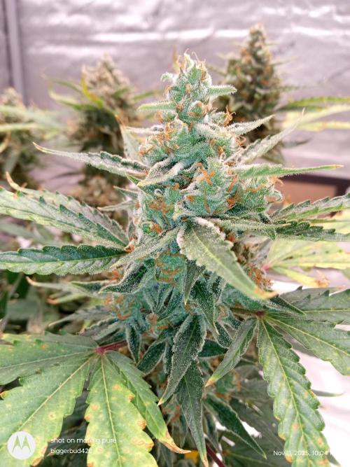 ganja farmer 1. Week 11