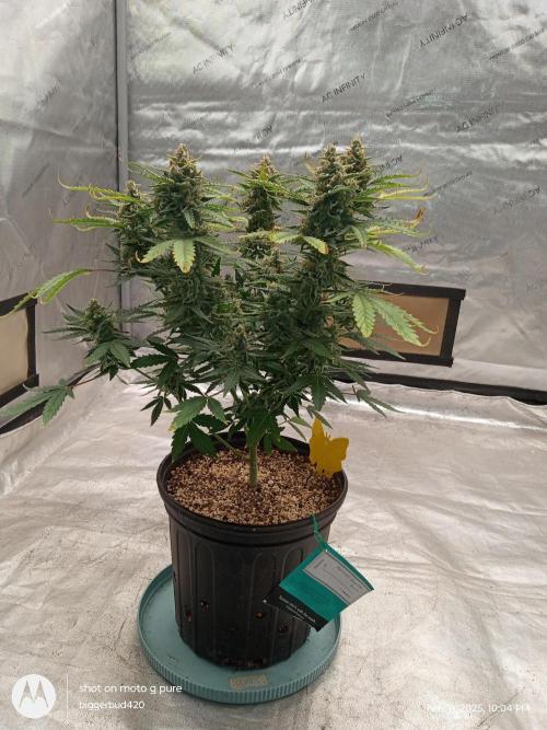 ganja farmer 1. Week 11