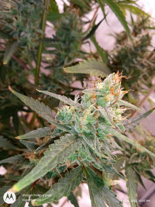 ganja farmer 1. Week 11