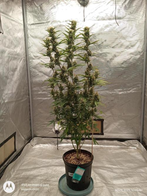 ganja farmer 1. Week 11