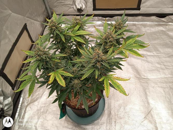 ganja farmer 1. Week 11