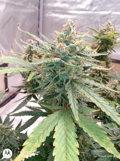 ganja farmer 1. Week 11