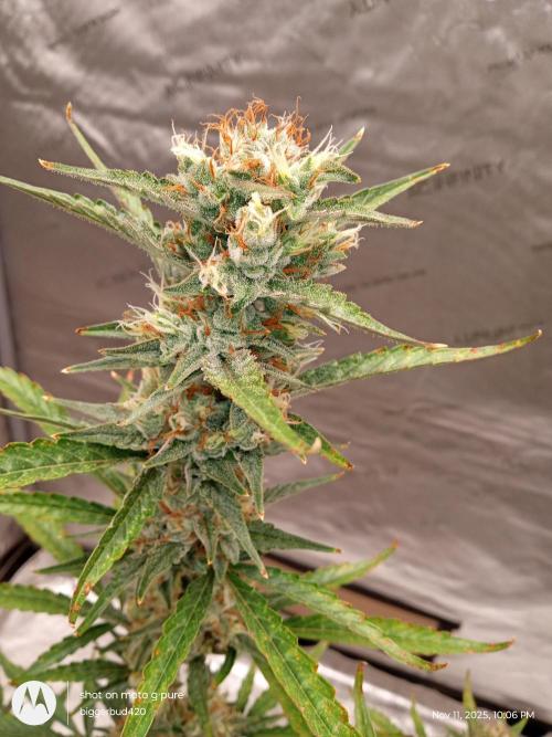 ganja farmer 1. Week 11