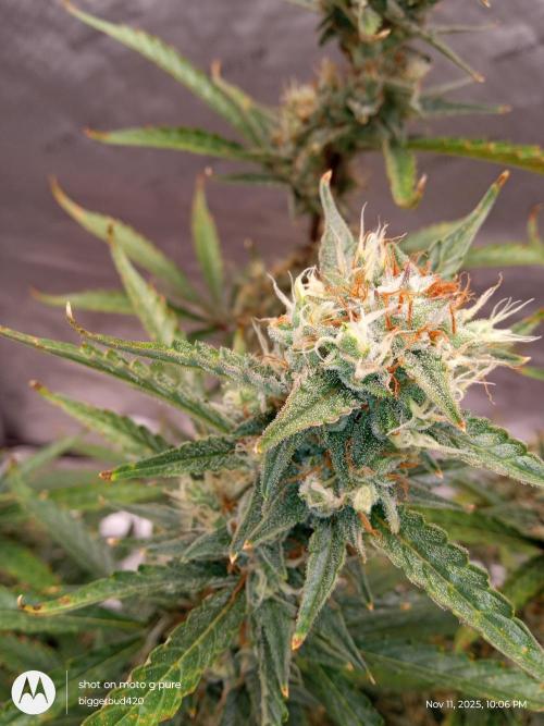 ganja farmer 1. Week 11