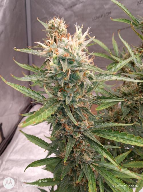 ganja farmer 1. Week 11