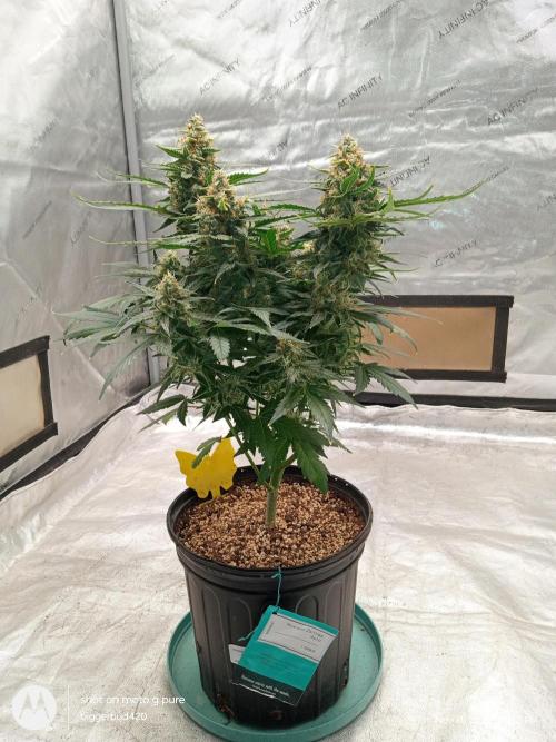 ganja farmer 2. Week 11