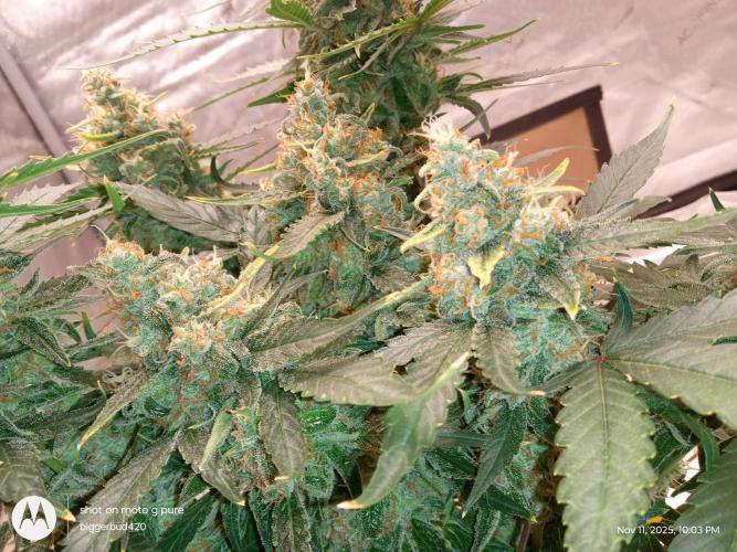 ganja farmer 2. Week 11