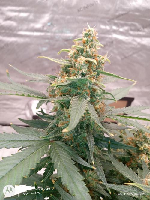 ganja farmer 2. Week 11