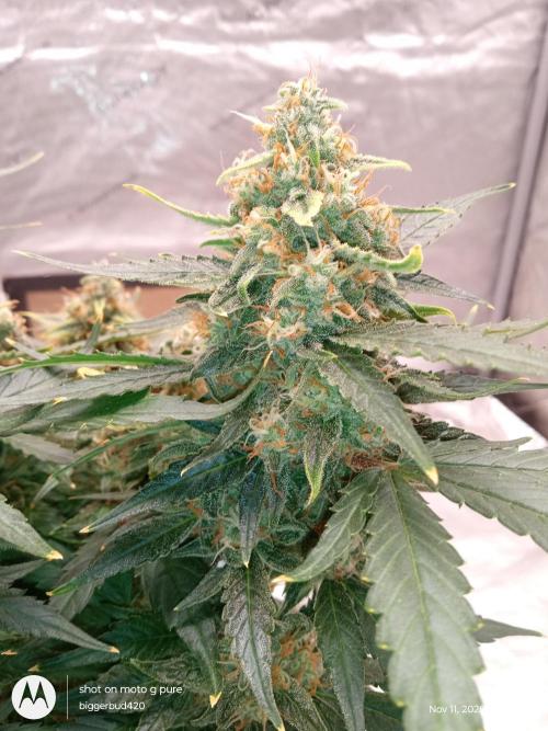 ganja farmer 2. Week 11