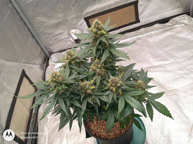 ganja farmer 2. Week 11