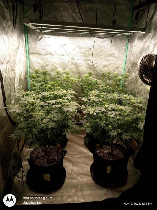 dutch passion. Week 11