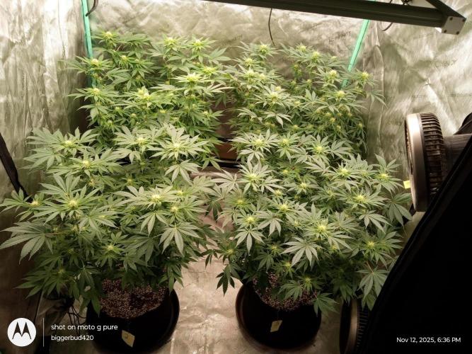 dutch passion. Week 11