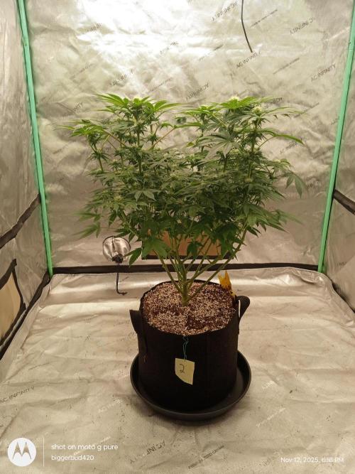 dutch passion. Week 11