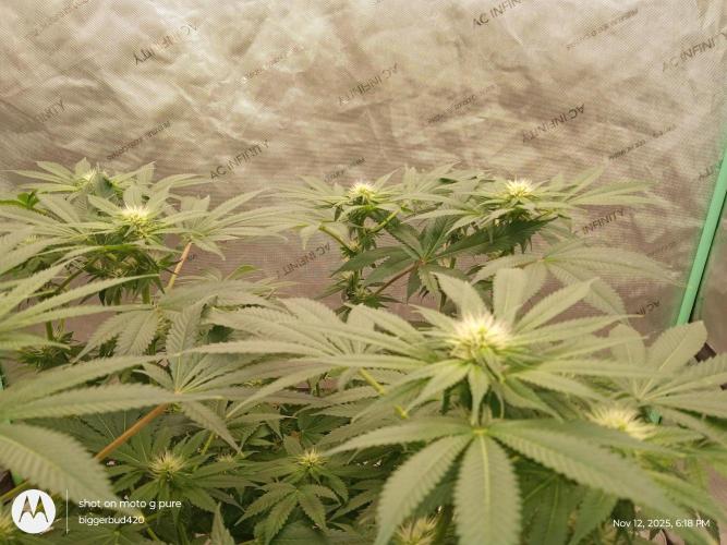 dutch passion. Week 11