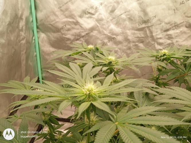 dutch passion. Week 11