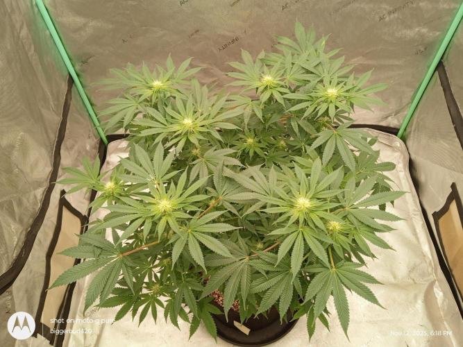 dutch passion. Week 11