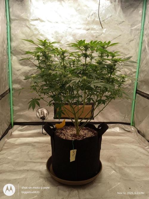 dutch passion. Week 11