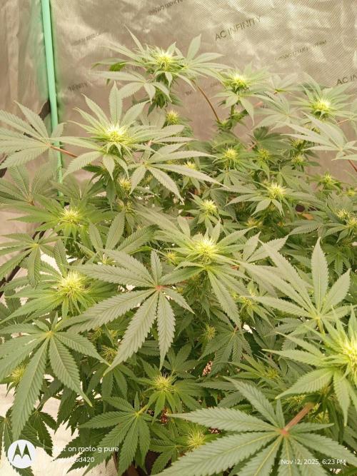 dutch passion. Week 11