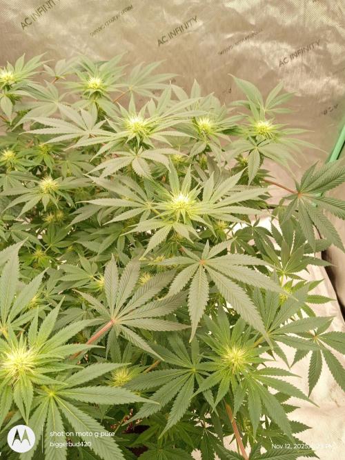 dutch passion. Week 11