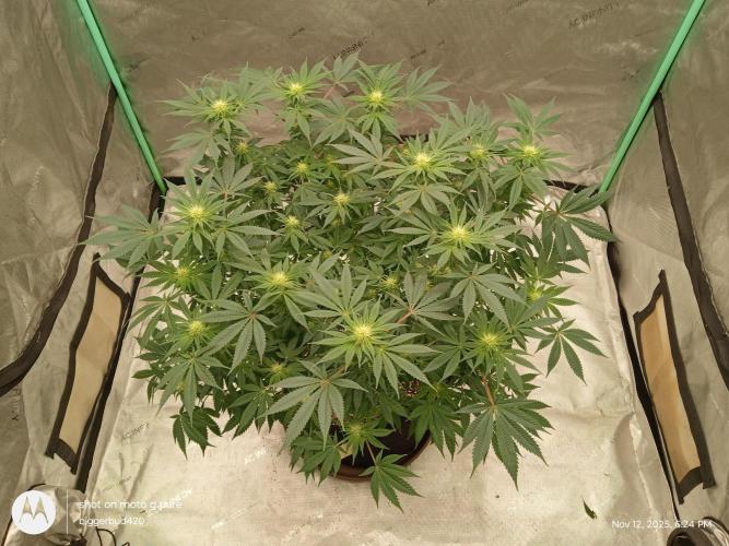 dutch passion. Week 11