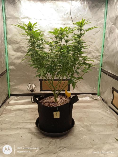 dutch passion. Week 11