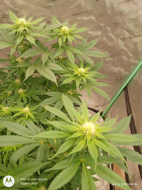 dutch passion. Week 11