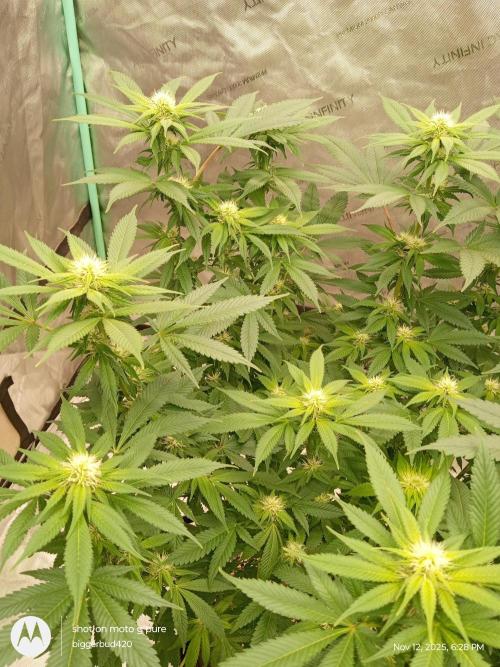 dutch passion. Week 11