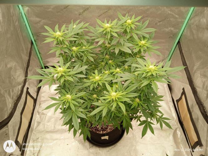 dutch passion. Week 11