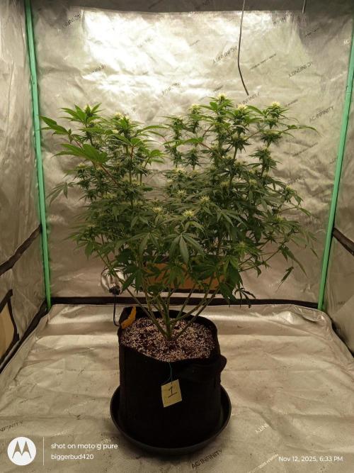 dutch passion. Week 11