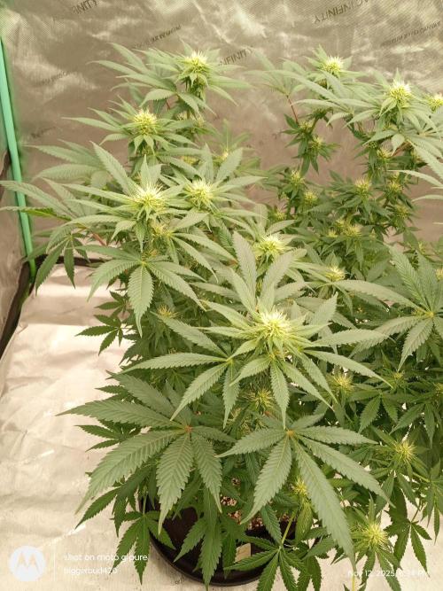 dutch passion. Week 11