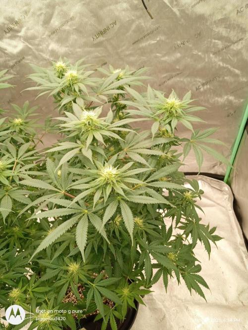 dutch passion. Week 11