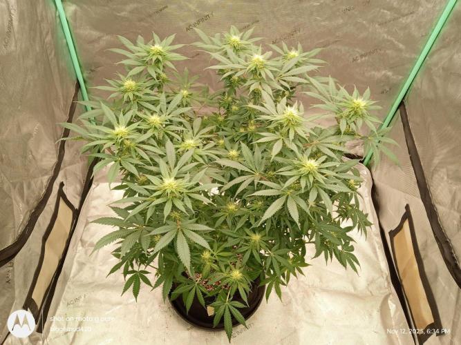 dutch passion. Week 11