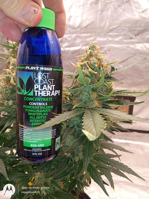 ganja farmer 2. Week 12