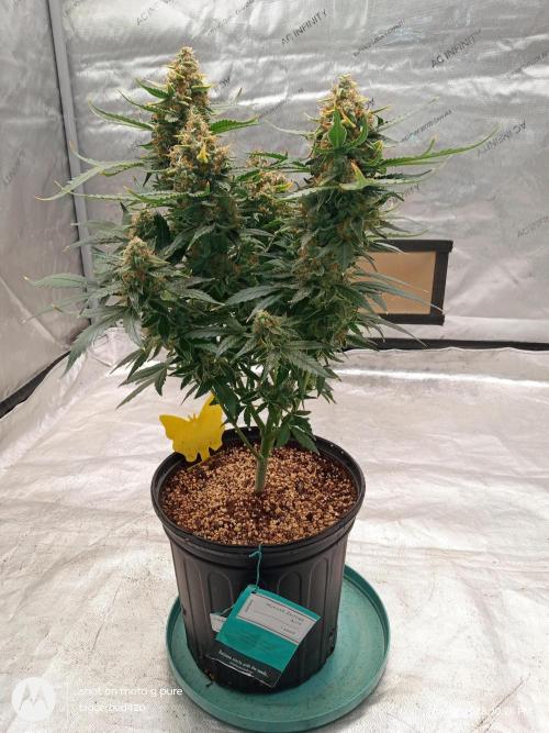 ganja farmer 2. Week 12