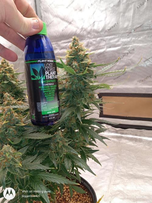 ganja farmer 2. Week 12